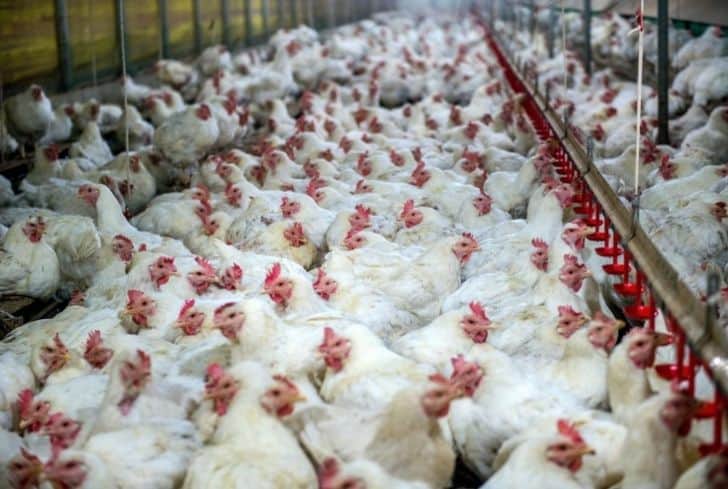 國外工廠化農(nóng)業(yè)：歷史、影響和可持續(xù)解決方案